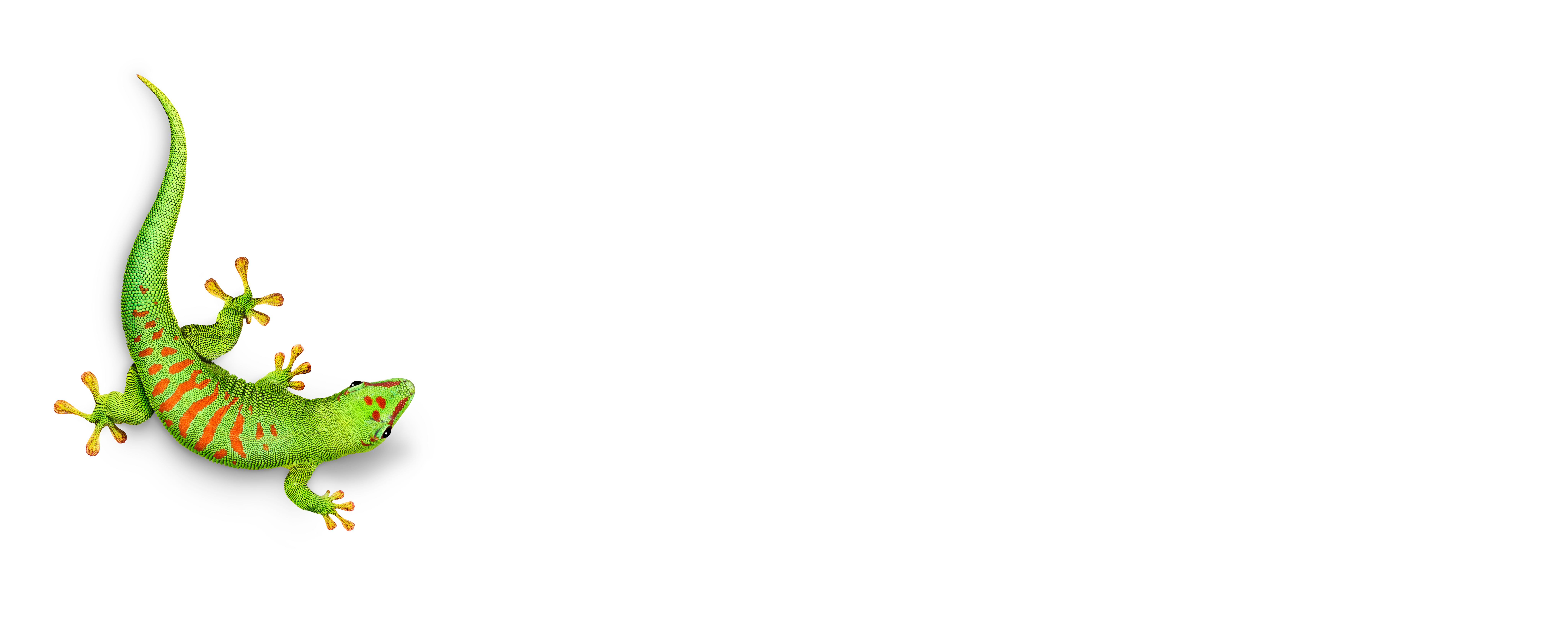 Bostik South Africa